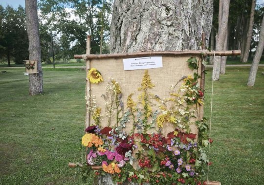 Ruduo pražydo tradiciniame floristinių kilimų renginyje „Žiedais išaustas ruduo“